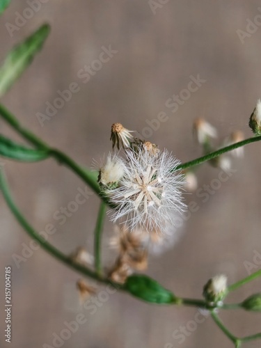 Close-up of a white fluffy dandelion-like seed head on a thin stem with blurred background