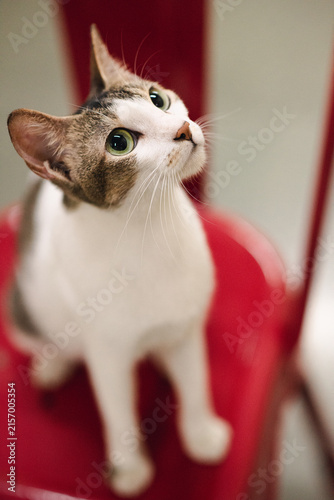 Obraz na plátně Alert domestic cat watching something above with focused attention