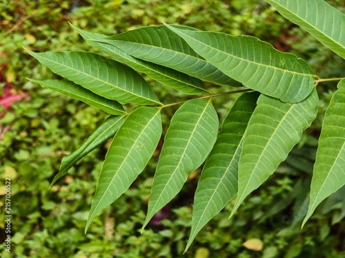 A cluster of elongated, serrated green leaves with prominent veins extends from a branch against a blurred background of dense green foliage