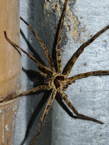 A large brown and black striped spider with eight long, hairy legs is positioned on a corrugated metal wall next to a bamboo pole