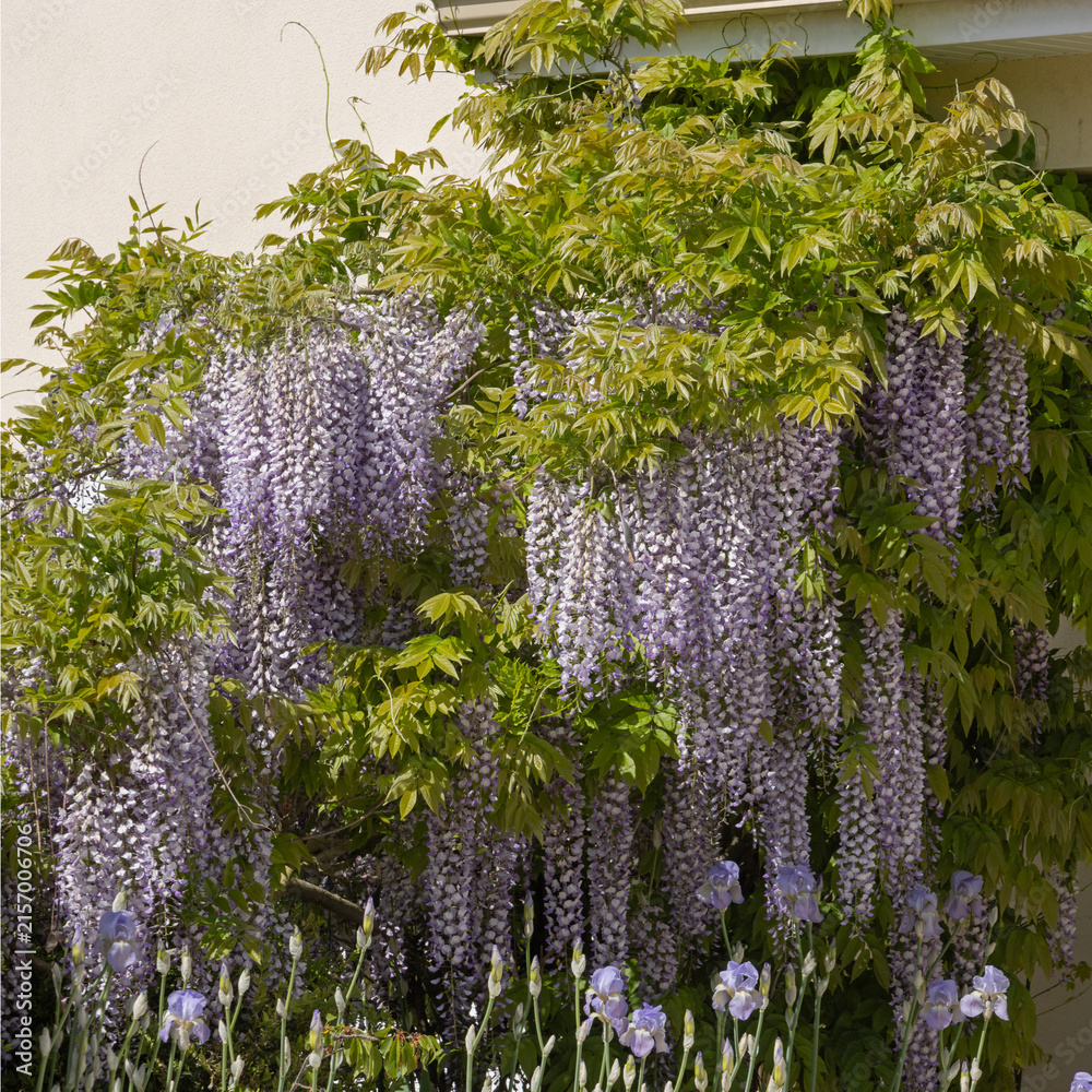 Naklejka premium Glycine en fleurs devant une maison