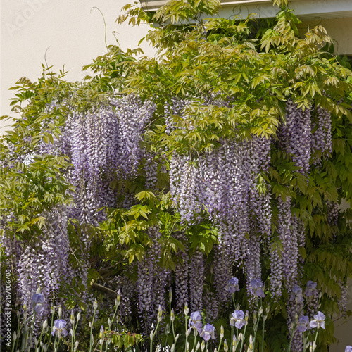 Foto Glycine en fleurs devant une maison