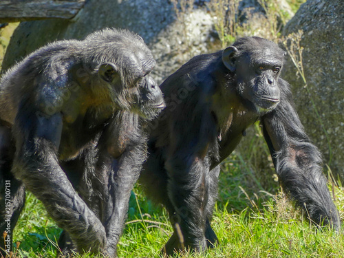 Fotografía Majestic Primates in Habitat: Gorillas and Chimpanzees
