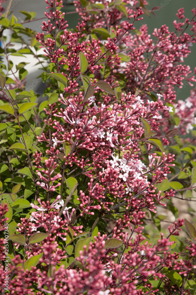 Obraz premium Lilas microphylla 
