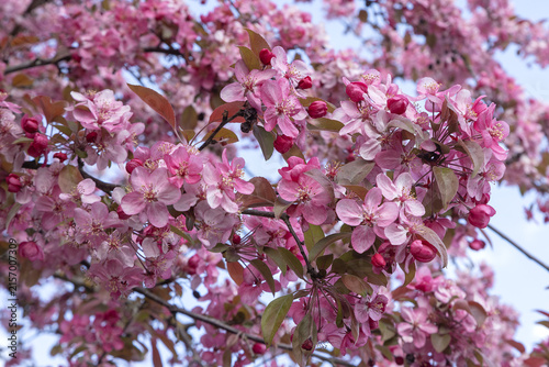 Obraz na plátně Malus floribunda siebold en fleurs
