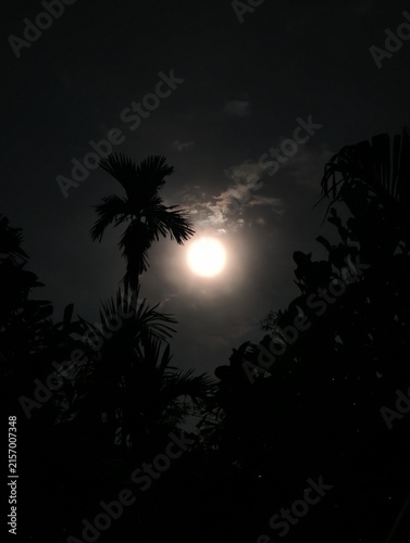 Bright full moon shining through silhouetted palm trees and dark foliage against a cloudy night sky