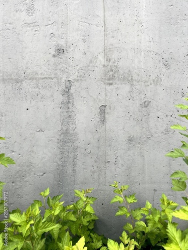 Concrete wall background with green bush leaves in foreground