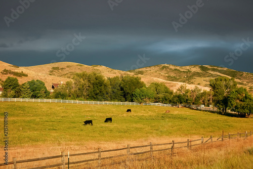 Fotografía Dark clouds over grazing cattle in a fenced pasture