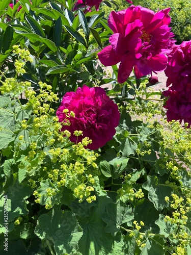 Bild auf Leinwand Blooming red double Paeonia lactiflora Old Faithful and yellow Alchemilla mollis