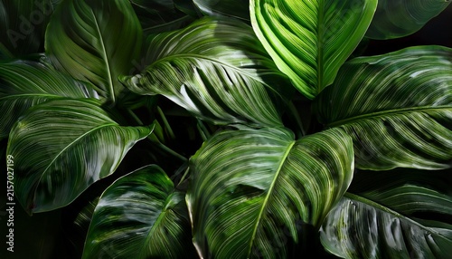 lush houseplant leaves close up