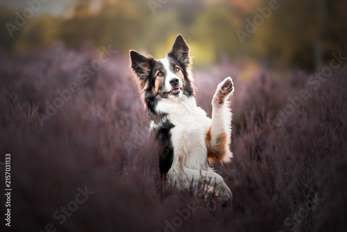 border collie dog
