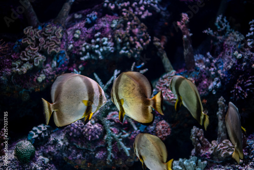Platax teira Longfin Batfish Close Up. Platax teira Batfish in a Tropical Marine Aquarium. Longfin Batfish Platax teira Swimming Underwater.