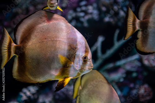 Platax teira Longfin Batfish Close Up. Platax teira Batfish in a Tropical Marine Aquarium. Longfin Batfish Platax teira Swimming Underwater.