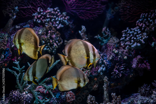 Platax teira Longfin Batfish Close Up. Platax teira Batfish in a Tropical Marine Aquarium. Longfin Batfish Platax teira Swimming Underwater.
