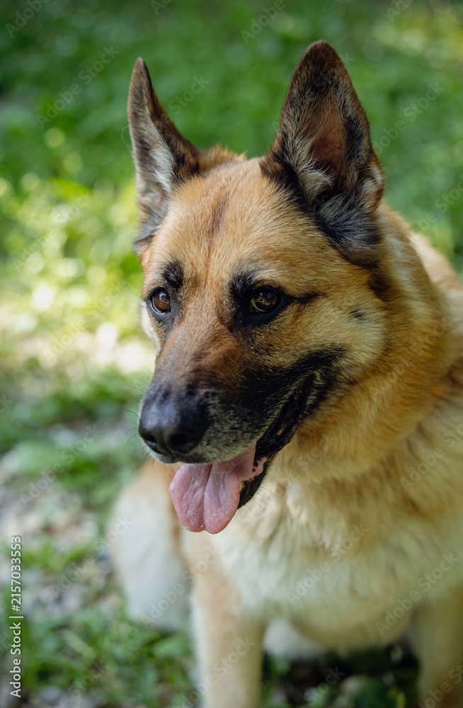 Fototapeta premium German Shepherd dog with brown and black fur sitting on green grass at an animal shelter, showcasing its friendly expression and attentive demeanor