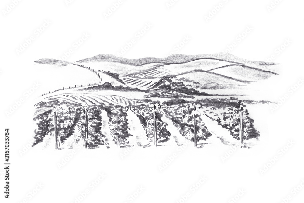 Naklejka premium Tuscany vineyard charcoal sketch illustration isolated on white background. Hand drawn black Italian rural landscape element. Detailed vintage travel art for postcard, logo, print
