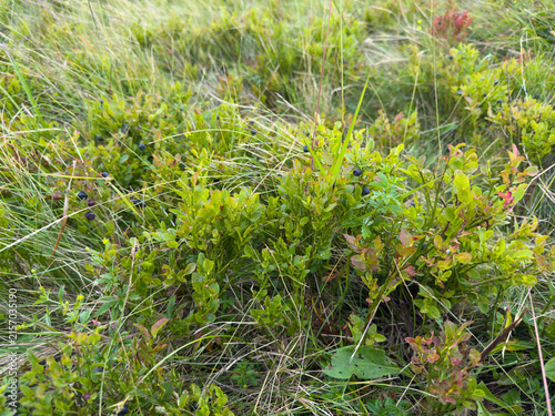 Obraz na płótnie Wild blue blueberry bush close-up in lush green grass in the mountains during th