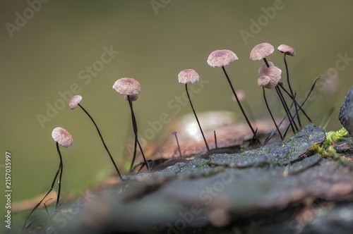 Androsaceus Androsaceu, Gymnopus Androsaceus, Horsehair Parachute, Marasmius Androsaceus, Horsehair Pale Porrot, Horsehair Swindle, Fungus, Fungus, Fungi, Swindle