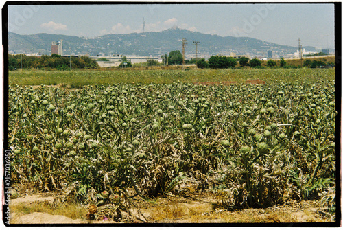 artichoke fields in El Prat de Llobregat, Spain, 35mm film