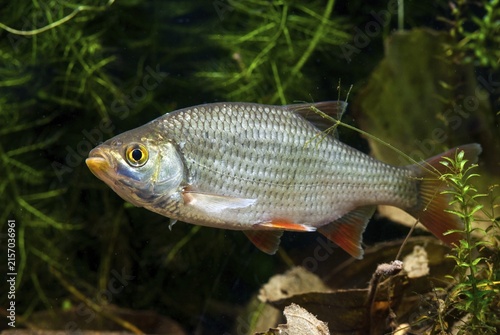 Red lead, rudd, rubella, scardinius erythrophthalmus, fake roach, fish, fishes, pisces
