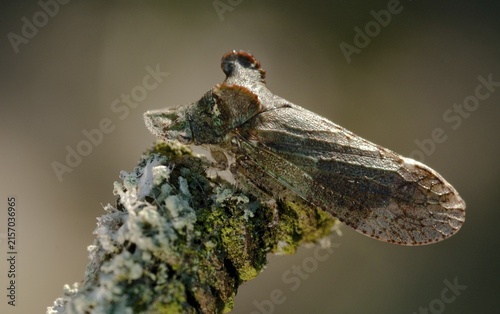 Auchenorrhyncha, cicadellidae, cicadomorpha, common ear cicada, hemiptera, horned leaf hopper, ledra aurita, ear cicada, ear chirp, round-headed cicada, beak kerf, dwarf cicadas, insects, cicadas