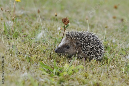European hedgehog (erinaceus europaeus), juvenile, in a meadow orchard, Wilnsdorf, North Rhine-Westphalia, Germany