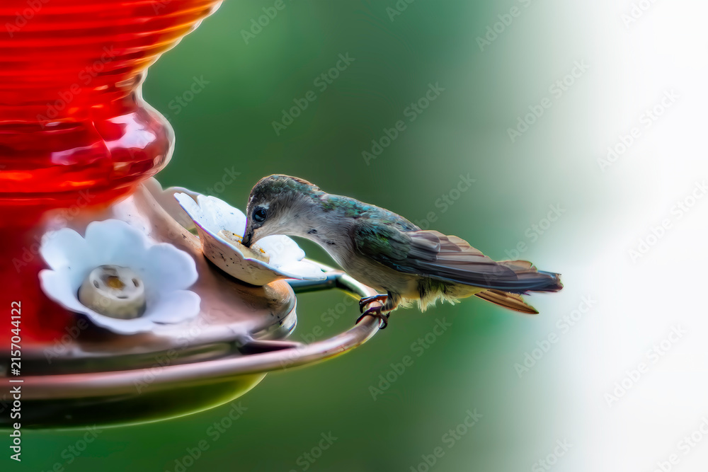 Naklejka premium Hummingbird feeding at nectar feeder in garden during daylight hours
