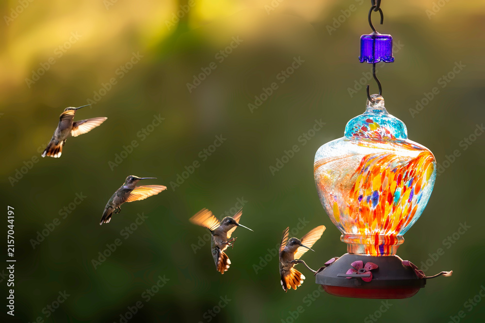Naklejka premium Hummingbird on its way to a colorful feeder in a garden during the late afternoon
