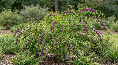 Purple salvia flowers blooming in a sunny garden. american beautyberry