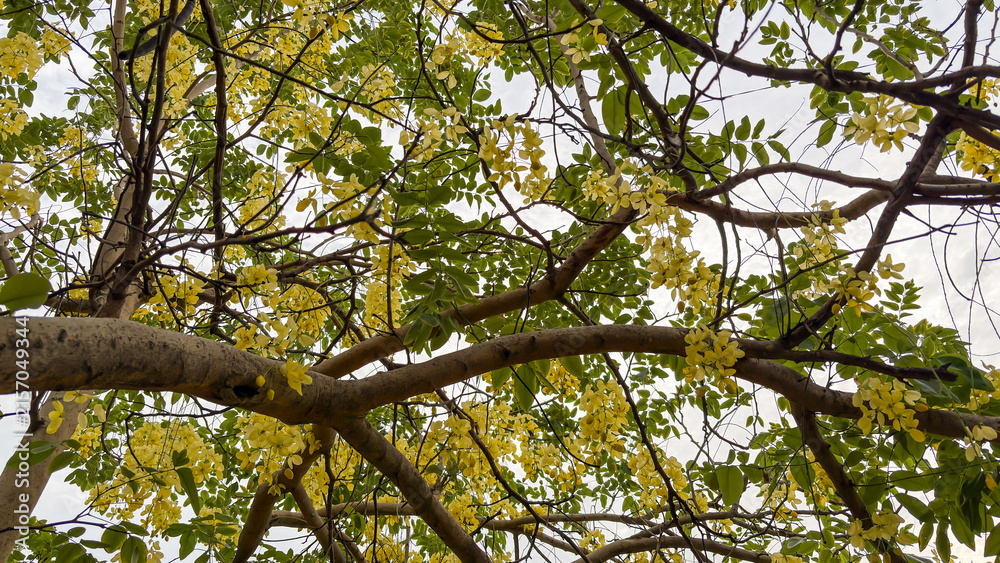 Fototapeta premium Yellow Flowering Tree Canopy Creating a Natural Spring Landscape