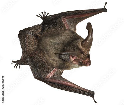 Brown long-eared bat (Plecotus auritus), isolated on transparent background	