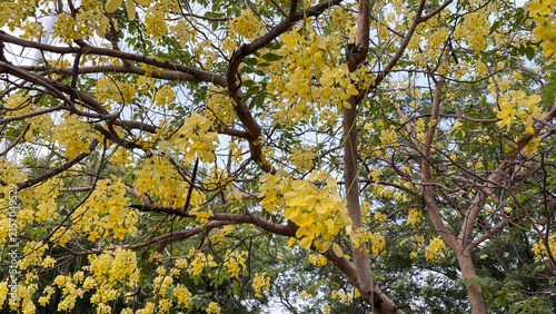 Yellow Cassia Fistula Flowers Blooming on Tree Branches in Spring
