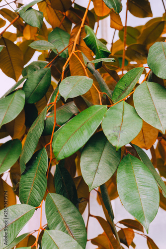 Tropical hanging plant with narrow leaves