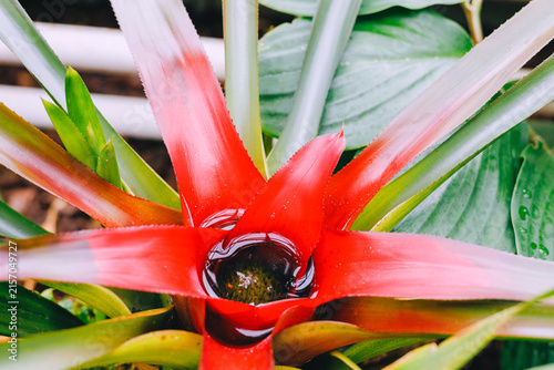 Red bromeliad plant close-up in garden