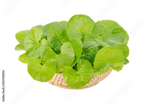 Bild auf Leinwand Fresh gotu kola herbal leaves arranged naturally in a traditional woven bamboo basket, highlighting Thai herbal medicine, natural wellness on transparent