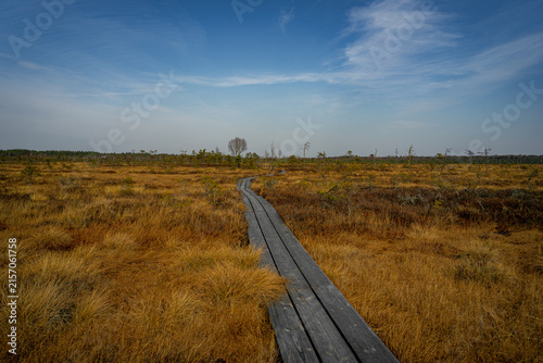 Vasenieki swamp footbridge. Latvia