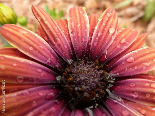 Canvastavla Purple Sun African daisy flower with dew drops close-up