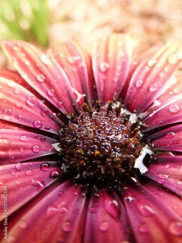Konstfotografi Purple Sun African daisy flower with dew drops close-up