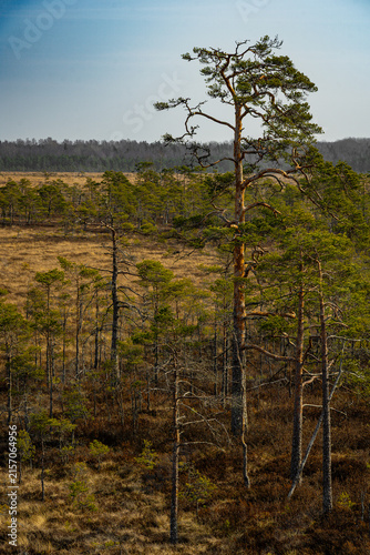 tree in the field. Vasenieki swamp footbridge. Latvia