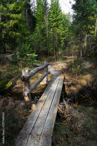 wooden bridge in the forest. Vasenieki swamp footbridge. Latvia