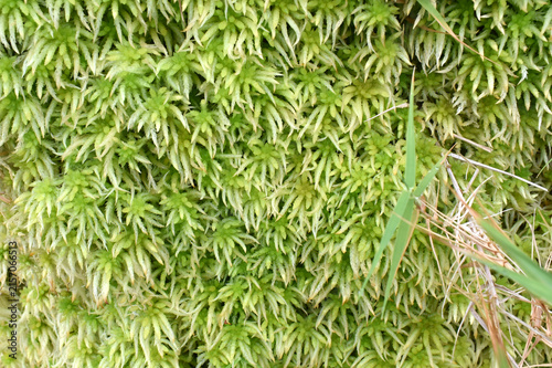 Close-up of Sphagnum moss, a green plant and natural water filter