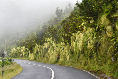 Mountain path winding through a lush green forest shrouded in moss, peat, and mist, the humid Azorean climate