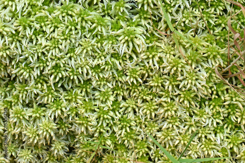 Close-up of Sphagnum moss, a green plant and natural water filter