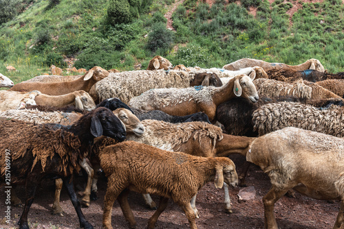 Large Flock of Sheep Moving Through Mountain Pasture in Kyrgyzstan