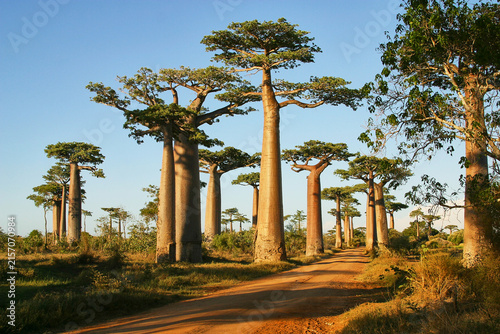 фотографія Allée des Baobabs, famous spot in western Madagascar  128