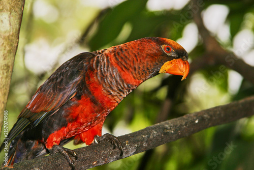 Canvastavla dusky lori, Chalcopsitta fuscata, siting on a branch 296