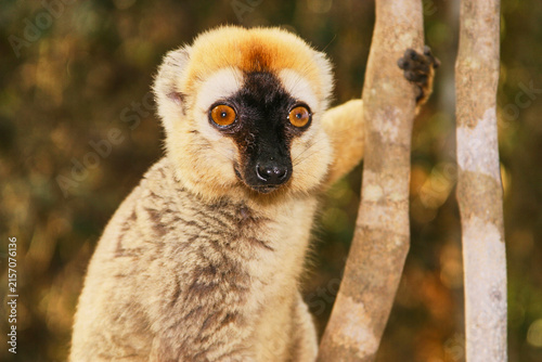 Картината върху платно red-fronted brown lemur, Eulemur rufifrons, portrait 995