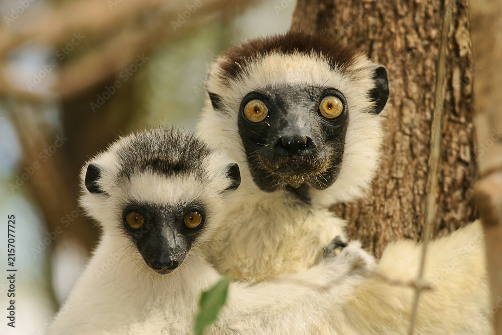 Obraz premium coquerel sifaka, Propithecus coquereli, with baby clinging to a tree, portrait 513 