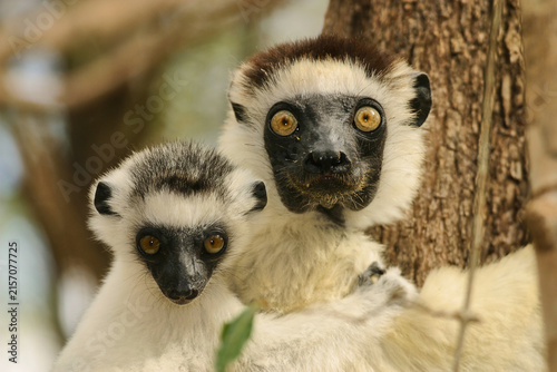 Foto coquerel sifaka, Propithecus coquereli, with baby clinging to a tree, portrait 5
