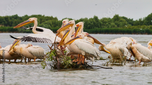 Konstfotografi Dalmatian pelican, Pelecanus crispus, or curly-headed pelican in Danube delta 14